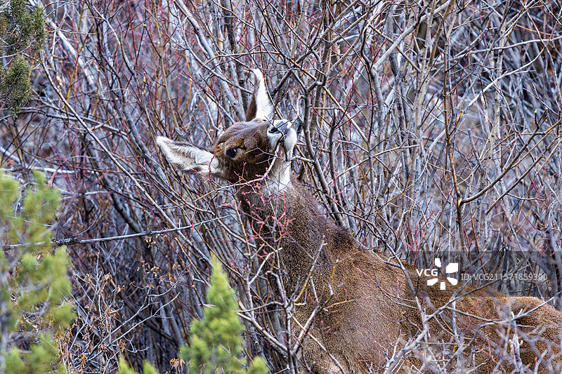 西藏工布江达县加兴乡白朗村的白唇鹿图片素材