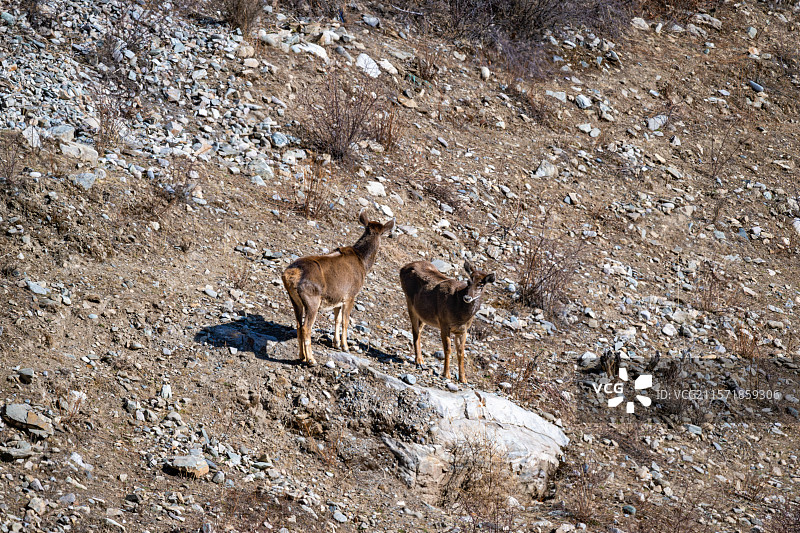 西藏工布江达县加兴乡白朗村的白唇鹿图片素材