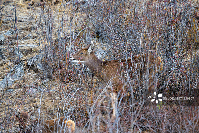 西藏工布江达县加兴乡白朗村的白唇鹿图片素材