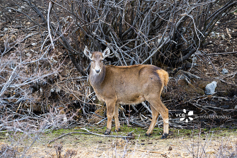 西藏工布江达县加兴乡白朗村的白唇鹿图片素材