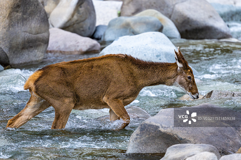 西藏工布江达县加兴乡白朗村的白唇鹿图片素材