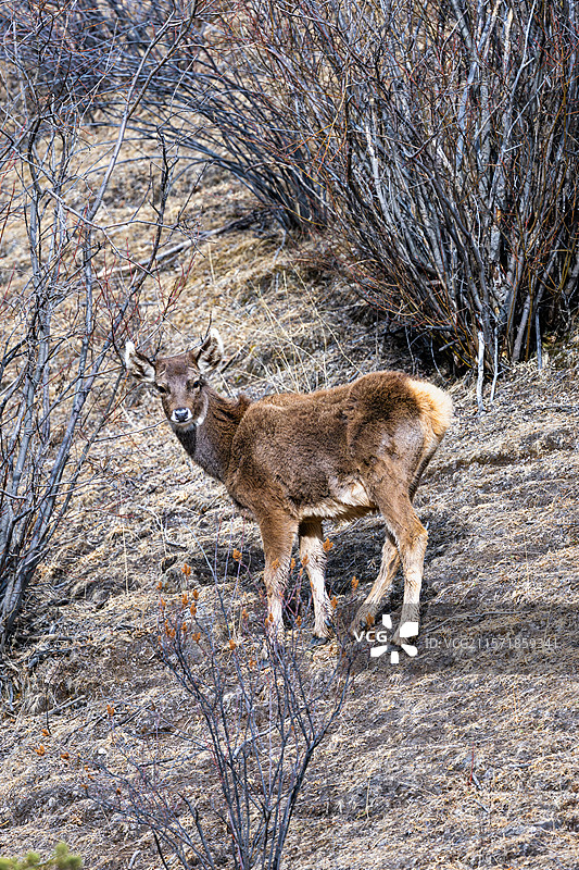 西藏工布江达县加兴乡白朗村的白唇鹿图片素材