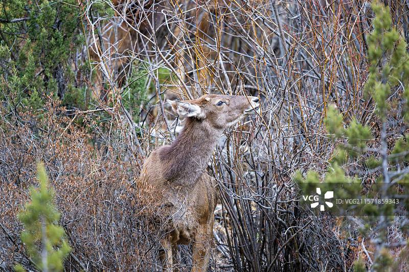 西藏工布江达县加兴乡白朗村的白唇鹿图片素材