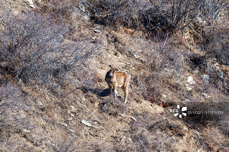西藏工布江达县加兴乡白朗村的白唇鹿图片素材