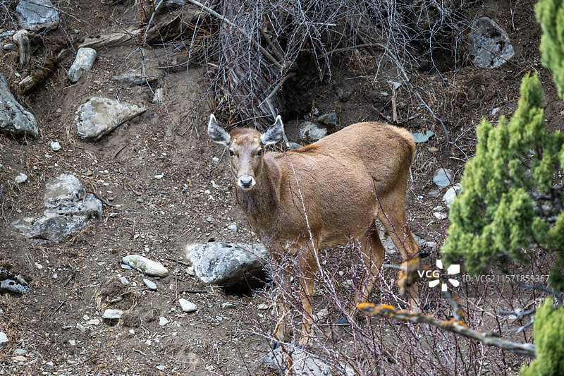 西藏工布江达县加兴乡白朗村的白唇鹿图片素材