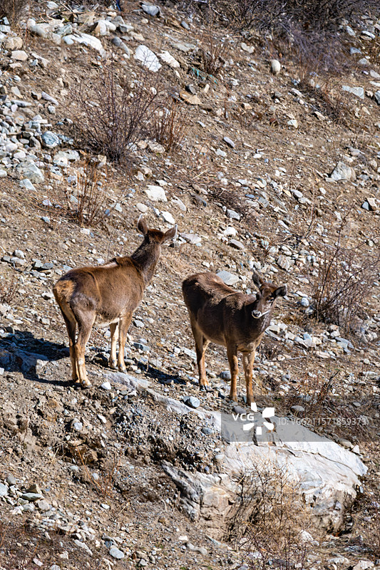 西藏工布江达县加兴乡白朗村的白唇鹿图片素材