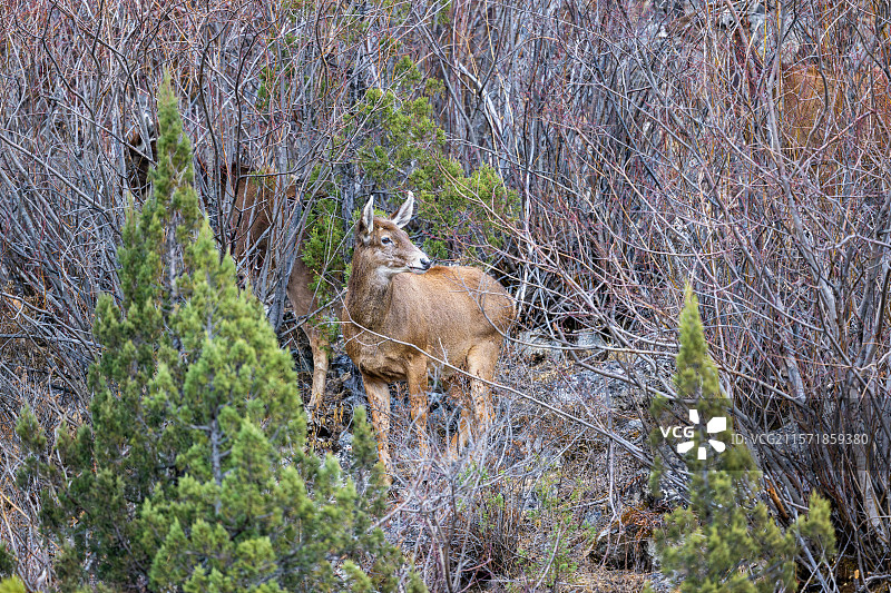 西藏工布江达县加兴乡白朗村的白唇鹿图片素材