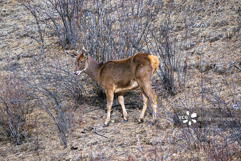 西藏工布江达县加兴乡白朗村的白唇鹿图片素材