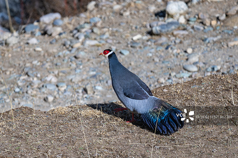西藏林芝工布江达县藏马鸡/哈曼马鸡图片素材