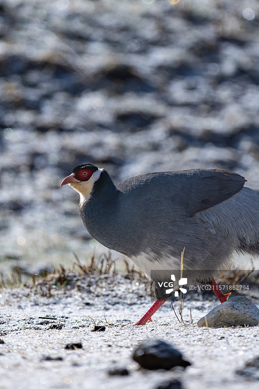 西藏林芝工布江达县藏马鸡/哈曼马鸡图片素材