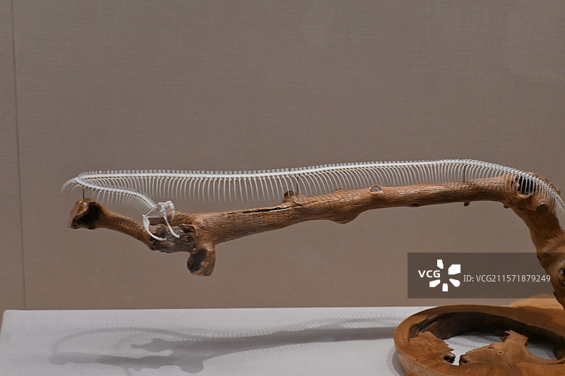 旅顺博物馆蛇骨图片素材