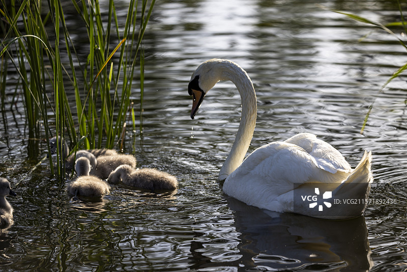 天鹅妈妈带着小天鹅湖里戏水图片素材
