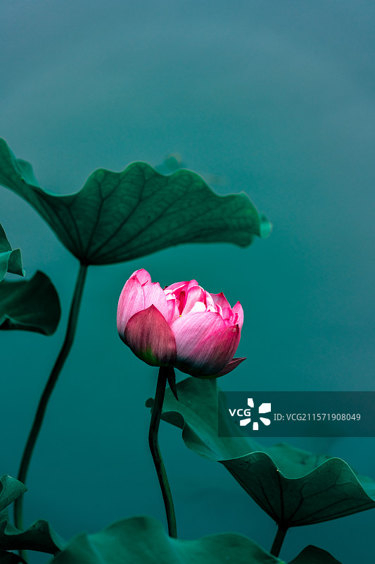 荷塘的荷花图片素材