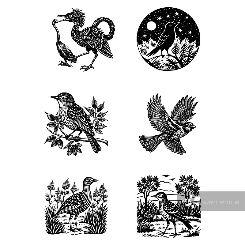 红腿塞里马鸟图片素材