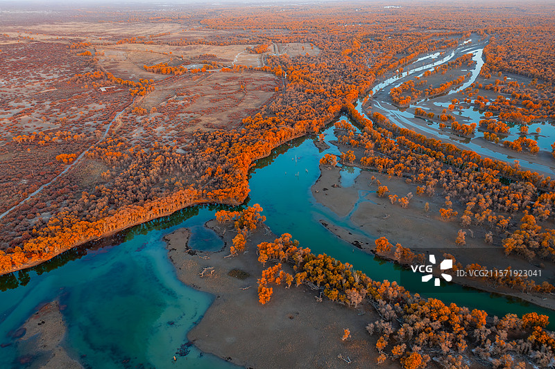 航拍新疆秋季轮台塔里木胡杨林公园恰阳河湿地千鸟湖图片素材