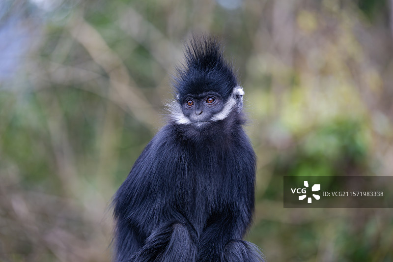 贵州麻阳河国家级自然保护区中的黑叶猴图片素材
