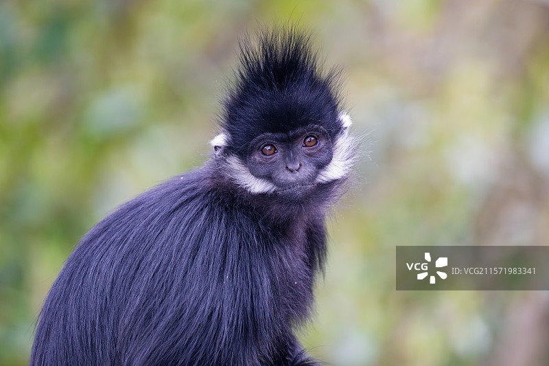 贵州麻阳河国家级自然保护区中的黑叶猴图片素材
