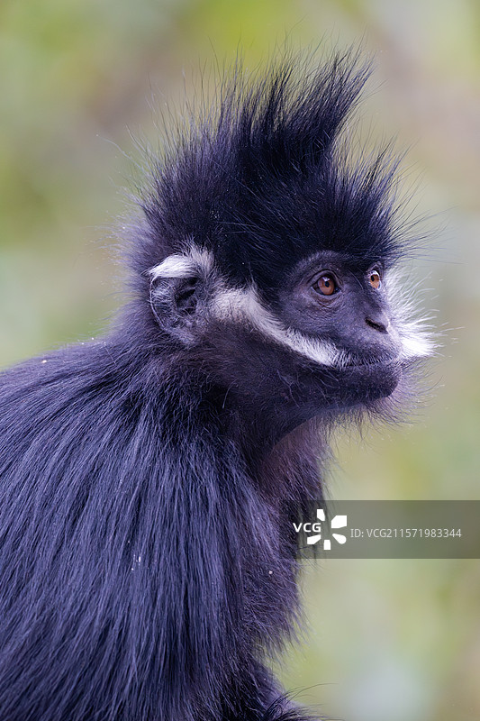 贵州麻阳河国家级自然保护区中的黑叶猴图片素材