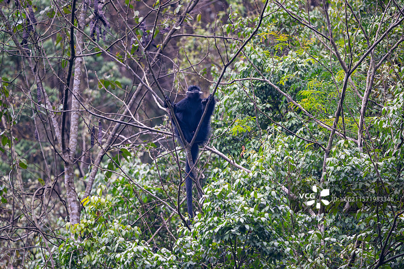 贵州麻阳河国家级自然保护区中的黑叶猴图片素材