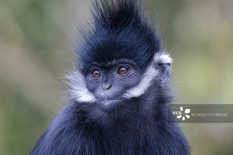 贵州麻阳河国家级自然保护区中的黑叶猴图片素材