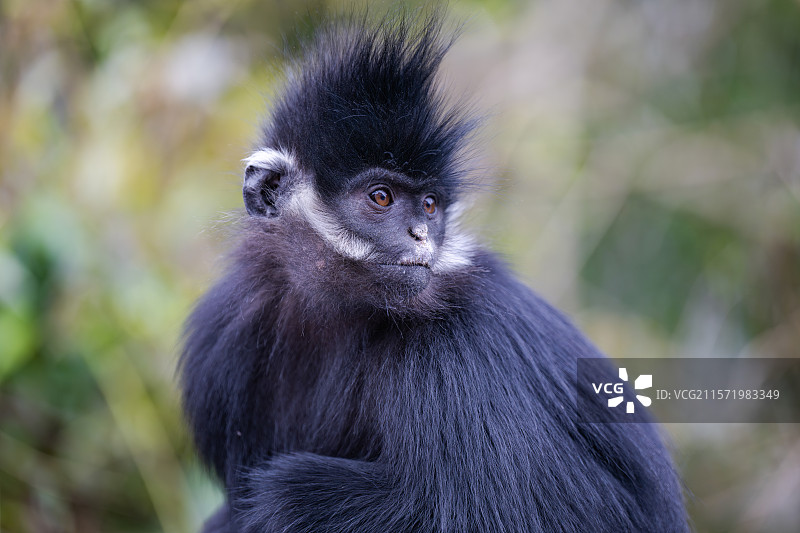 贵州麻阳河国家级自然保护区中的黑叶猴图片素材