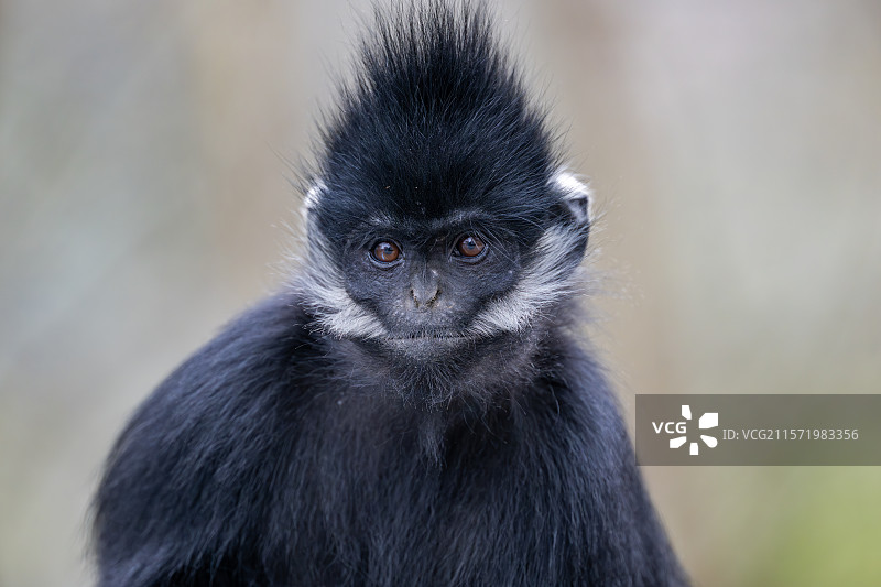 贵州麻阳河国家级自然保护区中的黑叶猴图片素材