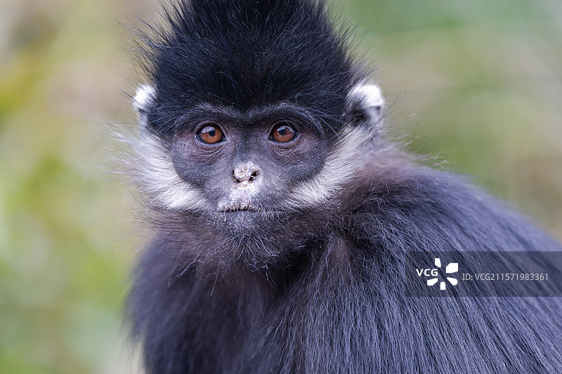 贵州麻阳河国家级自然保护区中的黑叶猴图片素材