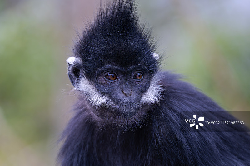 贵州麻阳河国家级自然保护区中的黑叶猴图片素材