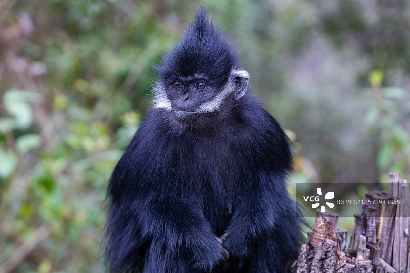 贵州麻阳河国家级自然保护区中的黑叶猴图片素材