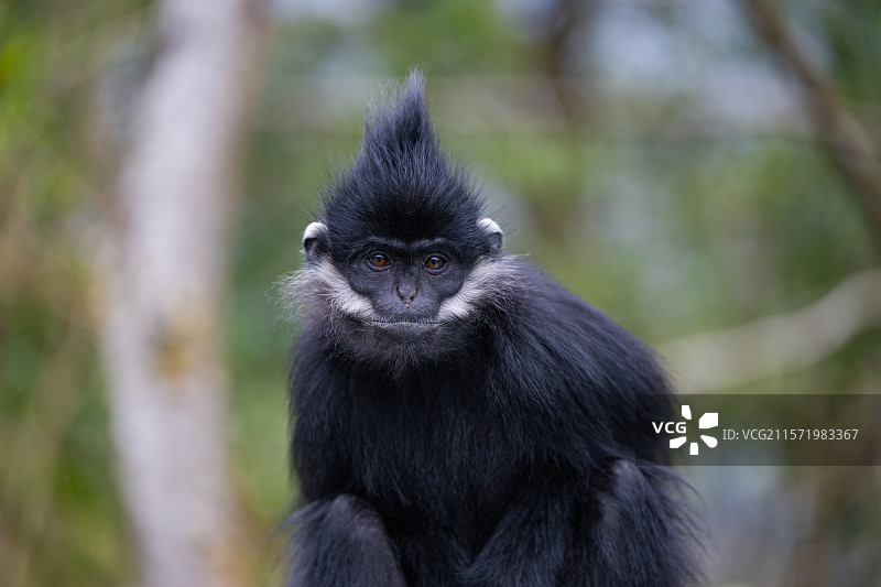 贵州麻阳河国家级自然保护区中的黑叶猴图片素材