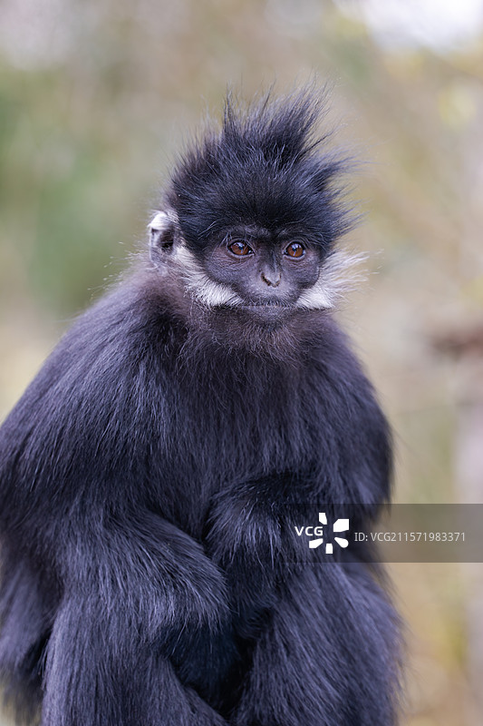 贵州麻阳河国家级自然保护区中的黑叶猴图片素材