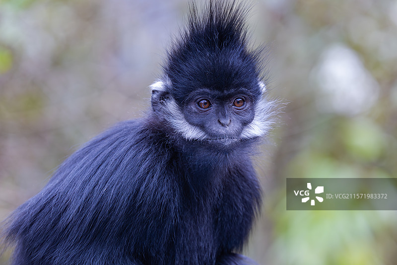 贵州麻阳河国家级自然保护区中的黑叶猴图片素材
