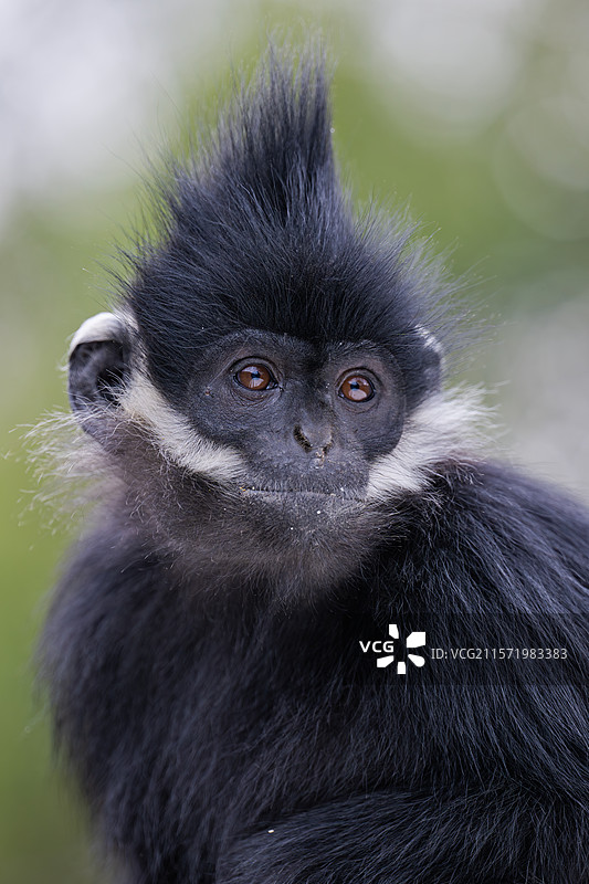 贵州麻阳河国家级自然保护区中的黑叶猴图片素材