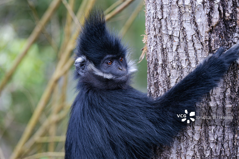贵州麻阳河国家级自然保护区中的黑叶猴图片素材