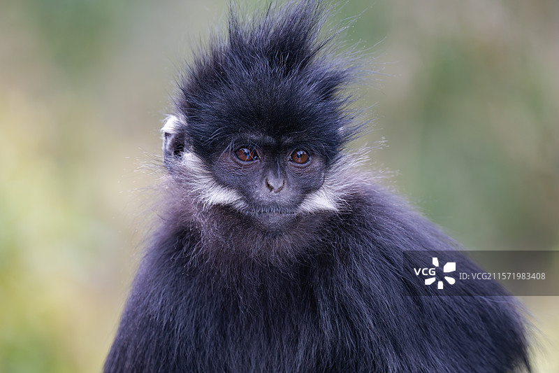 贵州麻阳河国家级自然保护区中的黑叶猴图片素材