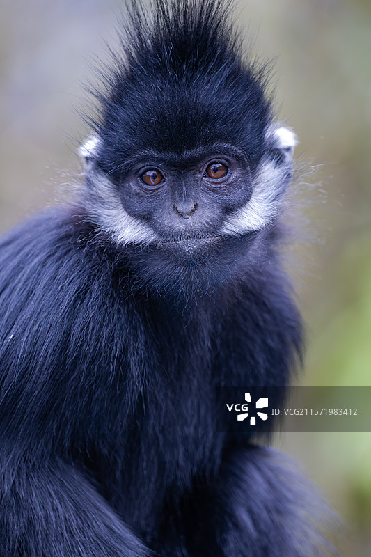 贵州麻阳河国家级自然保护区中的黑叶猴图片素材
