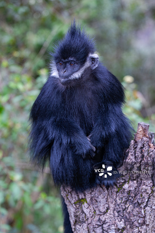 贵州麻阳河国家级自然保护区中的黑叶猴图片素材