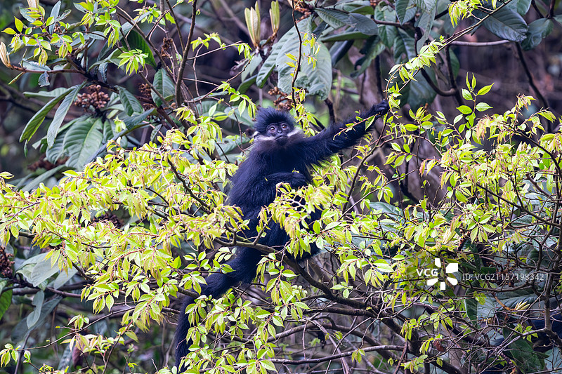 贵州麻阳河国家级自然保护区中的黑叶猴图片素材