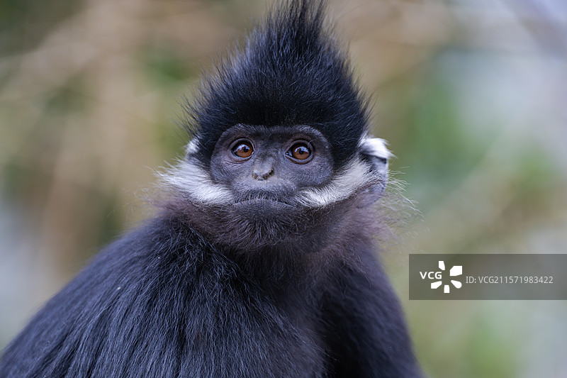 贵州麻阳河国家级自然保护区中的黑叶猴图片素材
