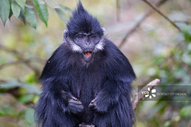 贵州麻阳河国家级自然保护区中的黑叶猴图片素材