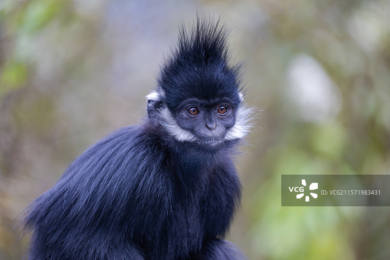贵州麻阳河国家级自然保护区中的黑叶猴图片素材