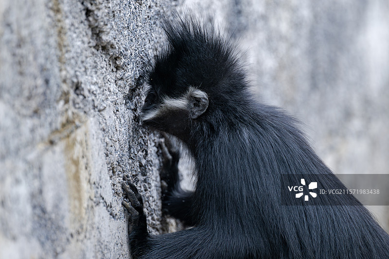 贵州麻阳河国家级自然保护区中的黑叶猴图片素材