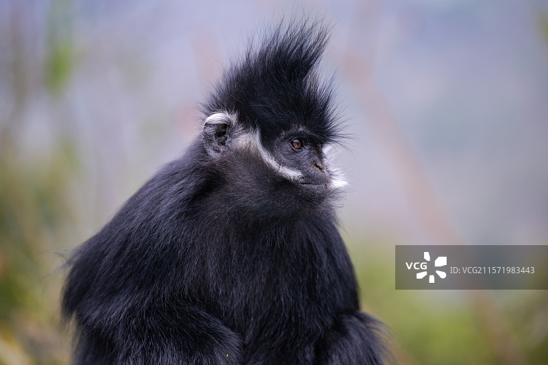 贵州麻阳河国家级自然保护区中的黑叶猴图片素材