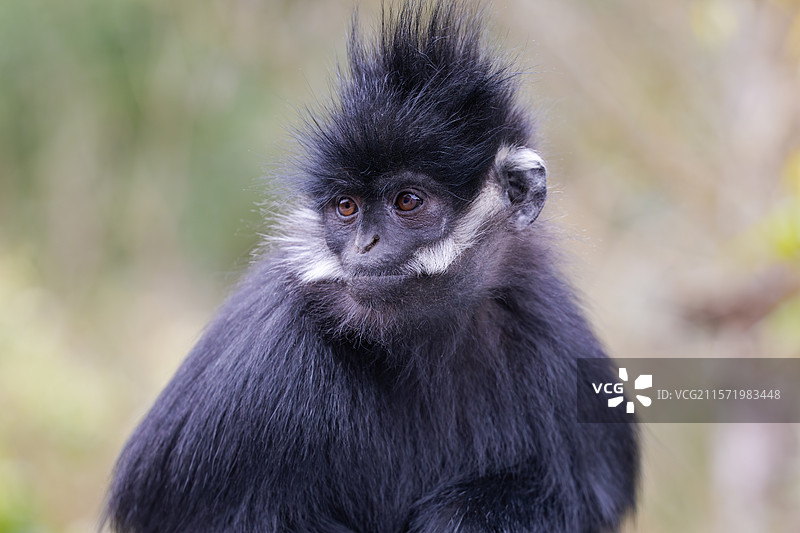 贵州麻阳河国家级自然保护区中的黑叶猴图片素材