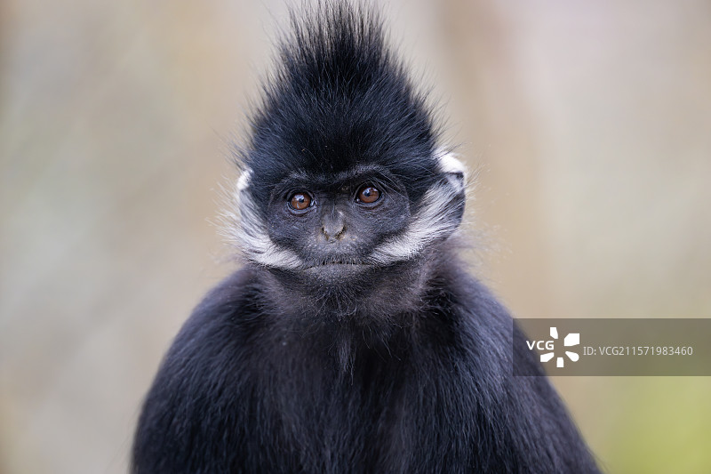 贵州麻阳河国家级自然保护区中的黑叶猴图片素材
