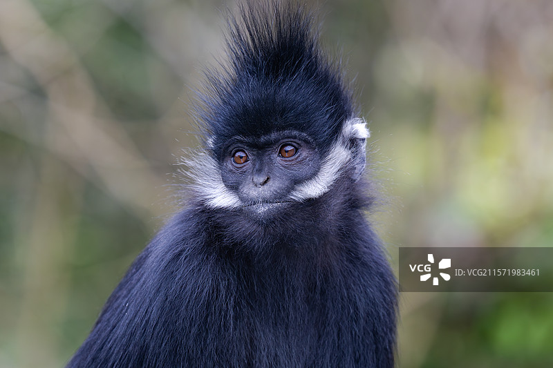 贵州麻阳河国家级自然保护区中的黑叶猴图片素材