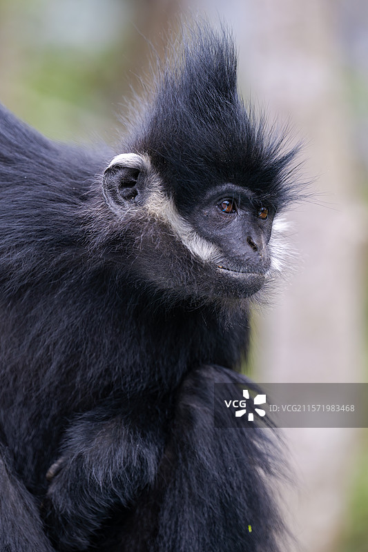 贵州麻阳河国家级自然保护区中的黑叶猴图片素材