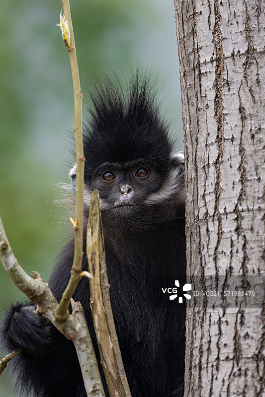 贵州麻阳河国家级自然保护区中的黑叶猴图片素材