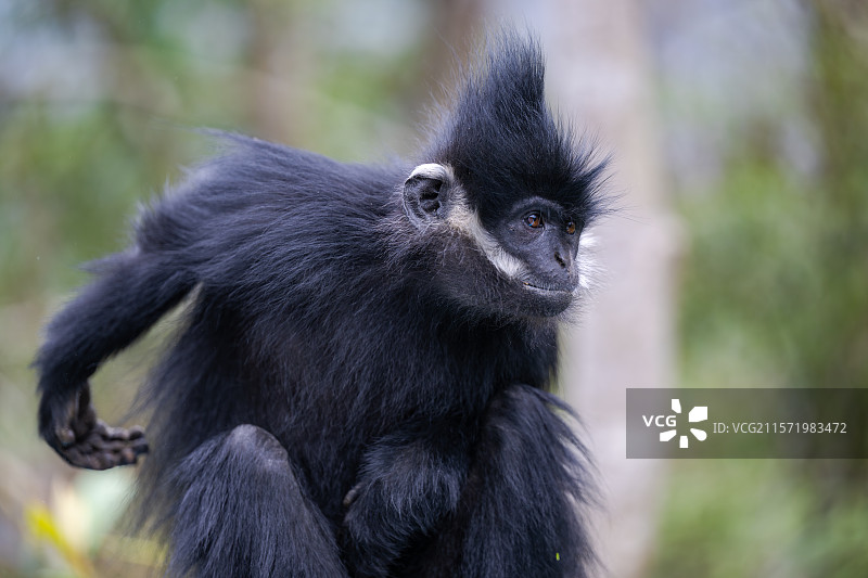 贵州麻阳河国家级自然保护区中的黑叶猴图片素材