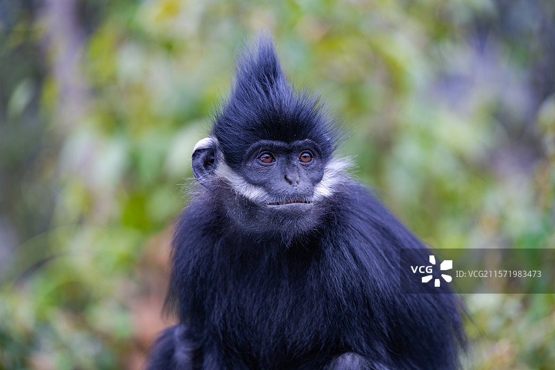 贵州麻阳河国家级自然保护区中的黑叶猴图片素材